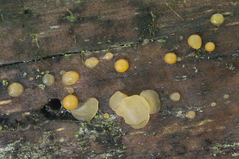 Dacrymyces stillatus